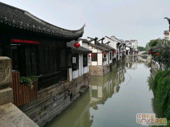 可爱猪救援2